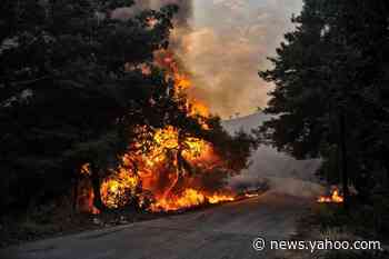 Syria executes 24 people over deadly forest fires - Yahoo News