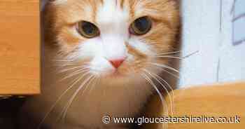 Gloucester vet practice issues advice in the run up to Bonfire Night - Gloucestershire Live