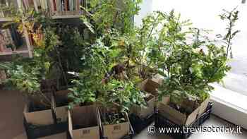 Silea, il Comune consegna ai cittadini 135 nuovi alberi - TrevisoToday