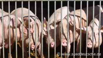 "Das ist eine Schweinerei" - Süddeutsche Zeitung