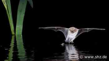 Nach Corona-Zwangspause: Nabu Reinfeld kann Fledermaus-Exkursionen mit Schülern fortsetzen | shz.de - shz.de