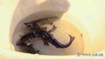 Reinfeld: Viel zu tun für das Abfischen in Reinfeld - NDR.de