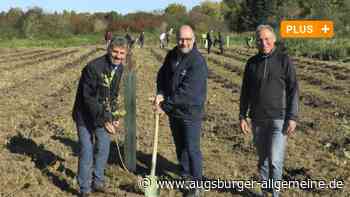 600 Bäume für das Klima: Ulmer Firma bepflanzt ein Feld bei Oberfahlheim