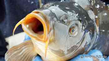 Abfischen in Reinfeld fällt ins Wasser - trotzdem Volksfest - NDR.de