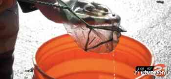 Deschutes River Conservancy organizes yearly fall fish rescue, saving 100s of stranded fish - KTVZ
