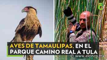Aves de Tamaulipas, en el Parque Camino Real a Tula | Periódico El 5inco - El Cinco
