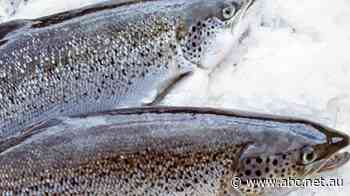 Tasmanian salmon company set for Brazilian ownership