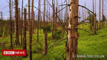 Climate change: The environmental disasters we've almost fixed