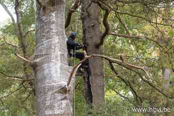 Actievoerders halen folie van ingepakte bomen bij Nedcar om vleermuizen weer ruimte te geven - Het Belang van Limburg