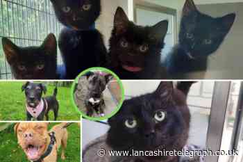 These dogs and cats at the RSPCA Blackpool branch are looking for forever homes