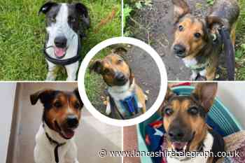 These 6 dogs at the RSPCA in Lancashire are looking for their forever home
