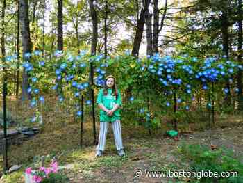 Ask the Gardener: Protecting trees while putting in a new driveway - The Boston Globe