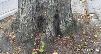 Unbekannte bohren in Bruchsal-Heidelsheim Löcher in Linden - BNN - Badische Neueste Nachrichten