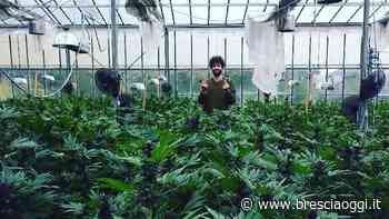 L’erba (legale) del Garda ora è sempre più verde - Brescia Oggi