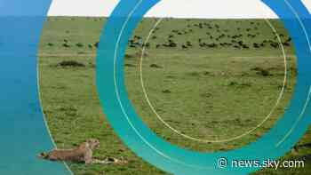Maasai Mara's wildebeest migration under threat from climate change - Sky News