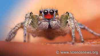 Jumping spiders’ remarkable senses capture a world beyond our perception - Science News Magazine