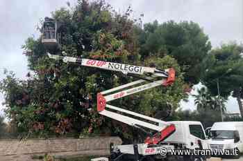 Intervento di "rianimazione" per il Carrubo secolare di via Duchessa d'Andria - TraniViva