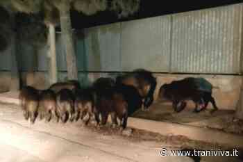 Sempre più cinghiali, sempre più vicini al centro città: nuovo avvistamento in via Duchessa d'Andria - TraniViva