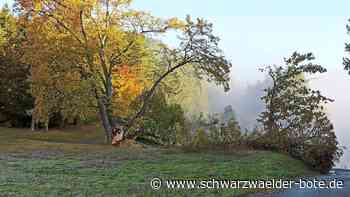 Sturmschaden in Sulz am Eck: Uralte Linde fällt "Ignatz" zum Opfer