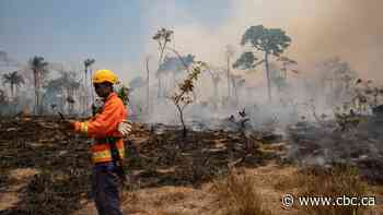 Deforestation of Amazon rainforest helps push greenhouse gases to record high