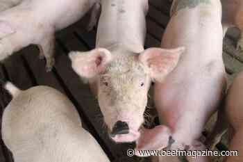 FAO launches new global system for animal diseases