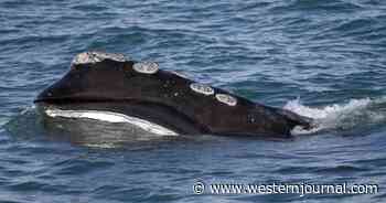 Whale Species Among the Rarest Marine Mammals in the World Is Losing Its Population