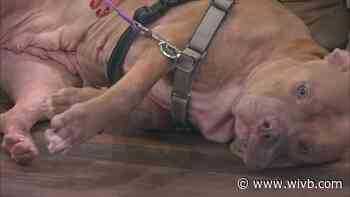 SPCA Monday: Tootsie