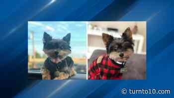 Police search for dog that was inside stolen vehicle from Rhode Island - WJAR