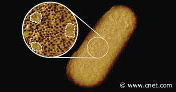 Scientists take sharpest images of living bacteria ever, revealing bumpy exteriors     - CNET