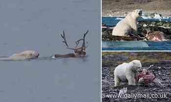 Moment a polar bear hunts and feasts on a reindeer is seen in first-ever footage