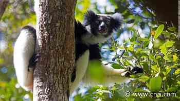 These lemurs could win a Grammy for their rhythmic singing abilities