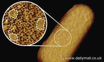Scientist takes clearest picture ever of living bacteria, revealing a dense 'patchy' surface