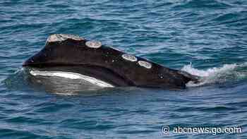 Endangered whale population sinks close to 20-year low