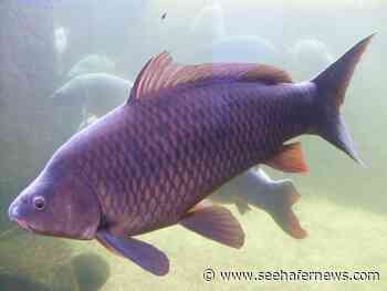 Second Round of Intensive Invasive Carp Removal in Mississippi River Begins Today - seehafernews.com