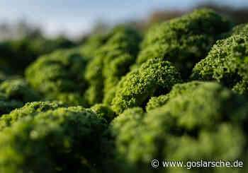 Grünkohl-Essen mit den Lochtumer Schützen - GZ live Goslar - Goslarsche Zeitung