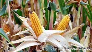Klimakrise: Wie man Treibhausgase in Essen verwandeln kann - Süddeutsche Zeitung - SZ.de