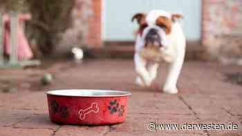 Hund: Wer seinem Hund DAS zu essen gibt, könnte im Gefängnis landen - Der Westen