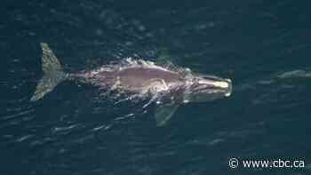 New population estimate for right whales at its lowest in 20 years