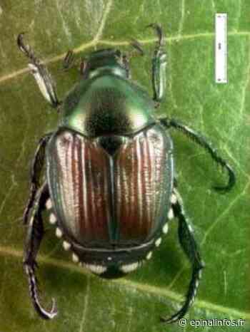 Grand Est - Le scarabée japonais menace de se propager - Epinal infos - Epinal Infos