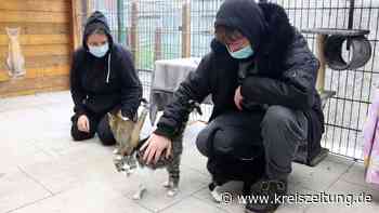 Viele hungrige Gäste im Tierheim Lindern - kreiszeitung.de