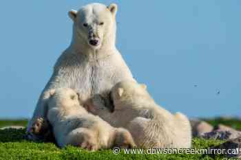 Vancouver photographer wins prestigious award for intimate polar bear snaps - Dawson Creek Mirror