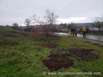 New trees planted in Courtenay Airpark lagoon area - My Comox Valley Now