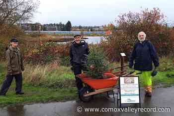 New trees planted in area around Courtenay Airpark lagoon - Comox Valley Record
