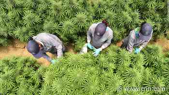 With export restrictions eased, Colombia's medical cannabis business is poised for liftoff - CNN