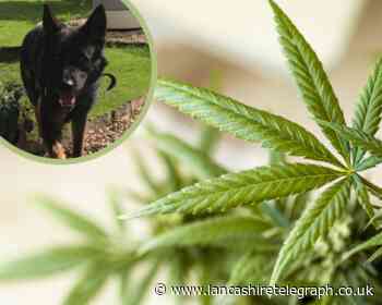 Haslingden: Two men arrested as cannabis farm found