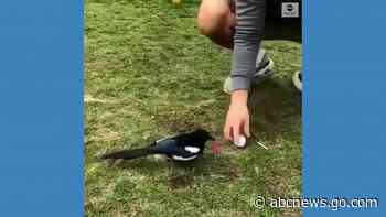 WATCH:  Magpie repeatedly knocks golf ball off tee