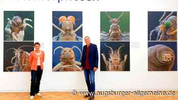 Faszination Mikrowelt: Ein Vortrag im Ulmer Stadthaus blickt durchs Mikroskop