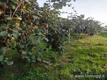 A Bibiana cassette vuote sotto l’ala per ricordare, nei giorni di festa, i danni provocati dal cambiamento climatico - TorinOggi.it