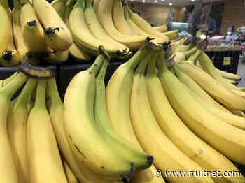 LatAm banana countries ramp up retail pressure - Fruitnet