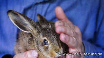 Polizei Siegen macht ungewöhnlichen Fang: Langohr landet in der Zelle - Rhein-Zeitung